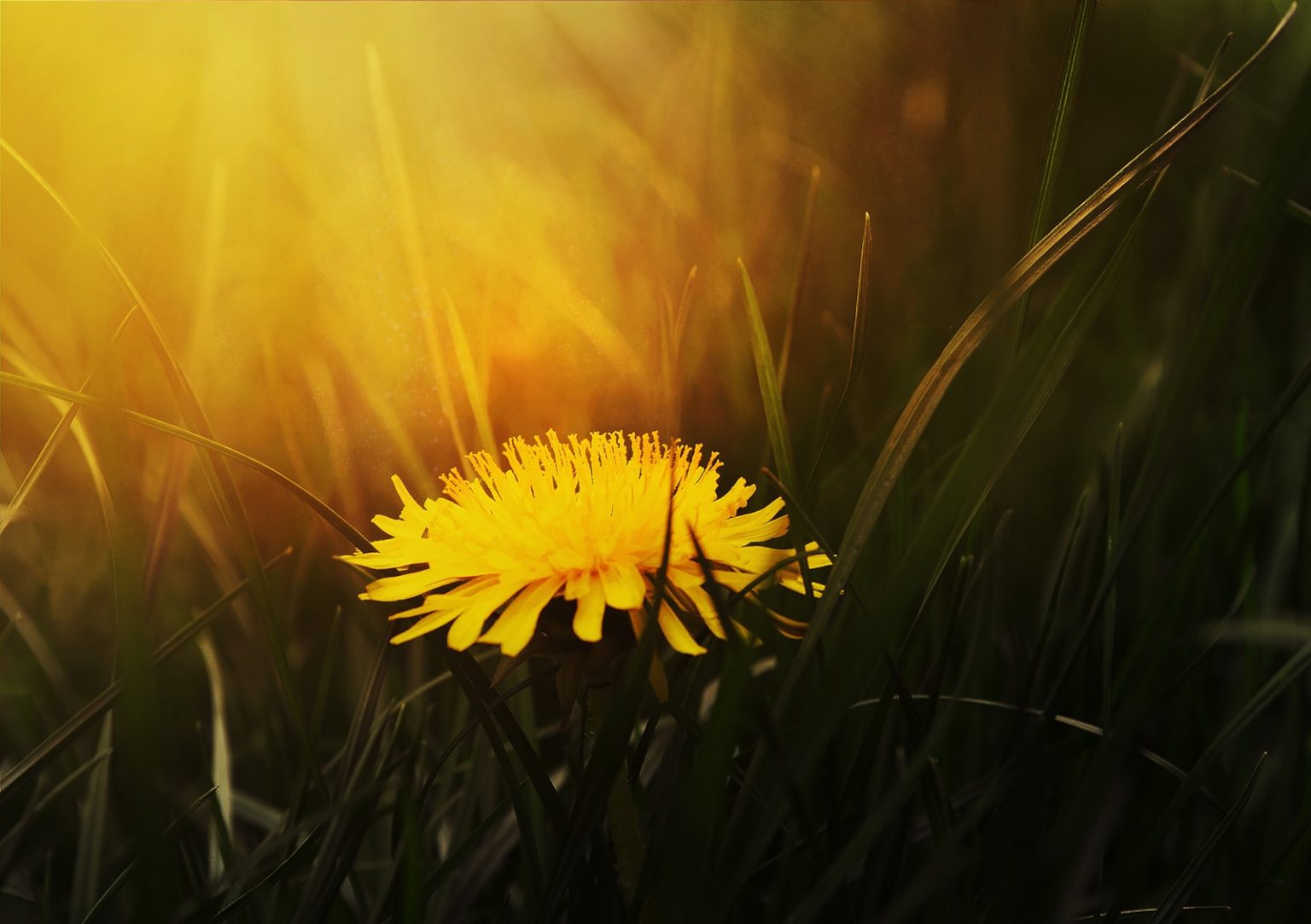 Wild Lettuce Vs. DandelionWhich one should be your pick? LettuceGrow