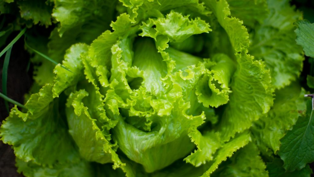 grow romaine lettuce