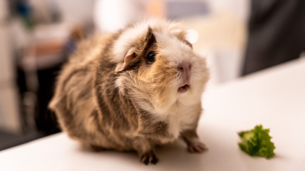 guinea pig eating lettuce